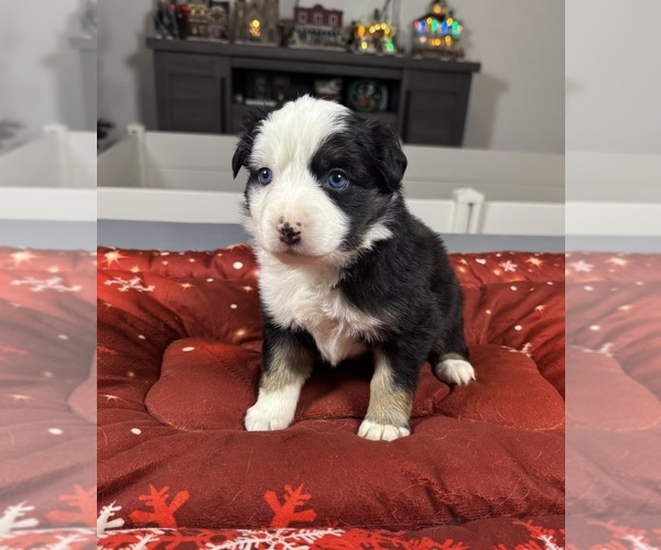Medium Photo #1 Australian Shepherd Puppy For Sale in SALISBURY, NC, USA