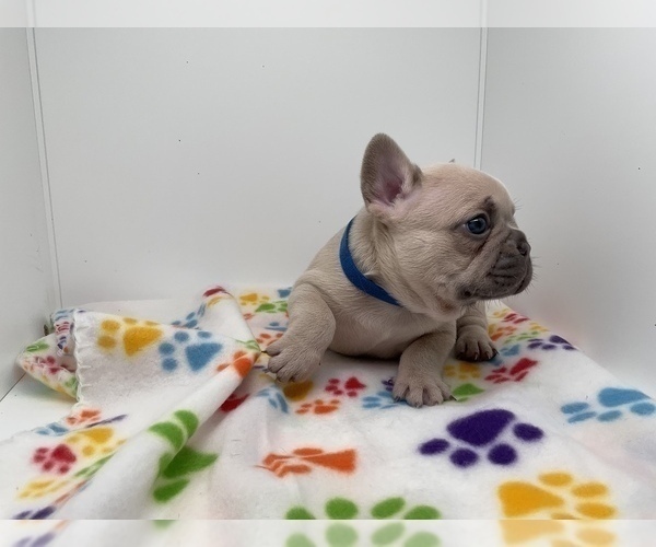 Full screen Photo #9 French Bulldog Puppy For Sale in LEHIGH ACRES, FL, USA