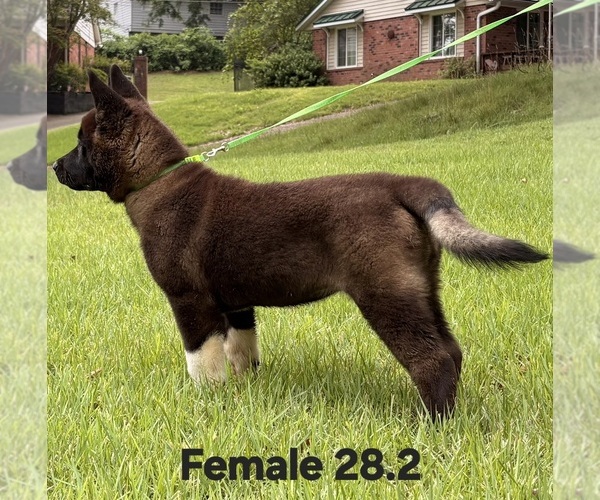 Medium Photo #11 Akita Puppy For Sale in MEM, TN, USA