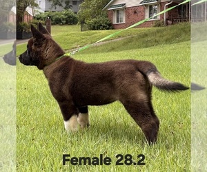 Medium Akita