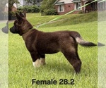 Puppy Puppy 1 Akita
