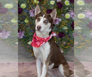 Siberian Husky Dogs for adoption in Matawan, NJ, USA