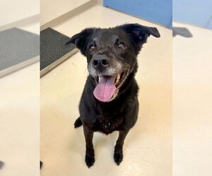 Labrador Retriever-Unknown Mix Dogs for adoption in Webster, WI, USA