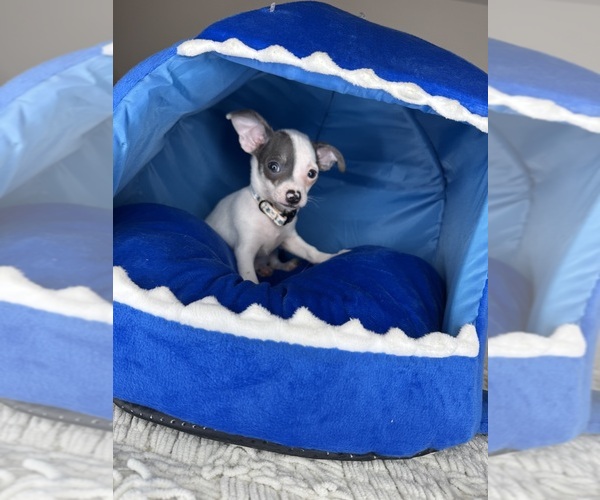 Medium Photo #15 Chihuahua Puppy For Sale in CHARLOTTE, NC, USA