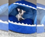 Small #14 Chihuahua