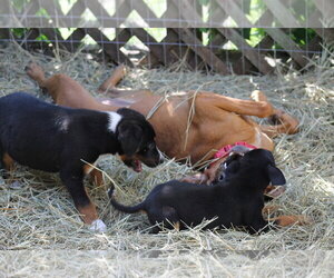 Elvis - Male Redbone Coonhound-Unknown Mix Dog for Adoption - Photo #3