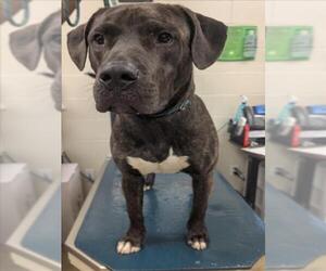 Mutt Dogs for adoption in Mobile, AL, USA