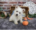Small #3 West Highland White Terrier
