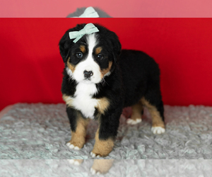 Medium Bernese Mountain Dog