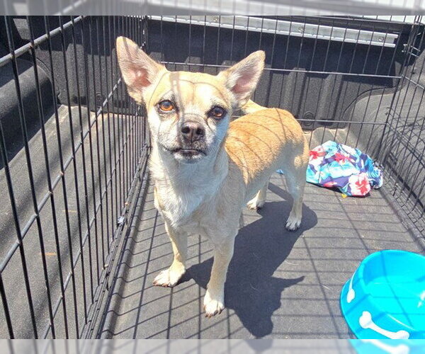 Medium Photo #1 Chihuahua Puppy For Sale in Fort Lauderdale, FL, USA