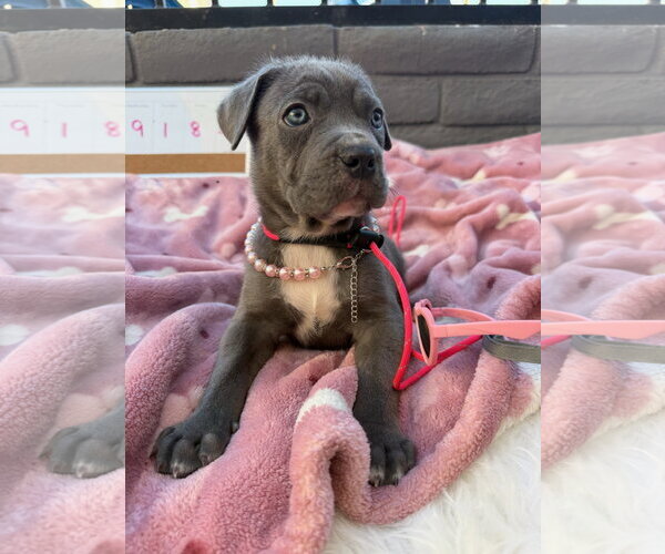 Medium Photo #2 Mutt Puppy For Sale in Goodyear, AZ, USA