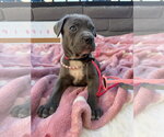 Small #1 Mutt