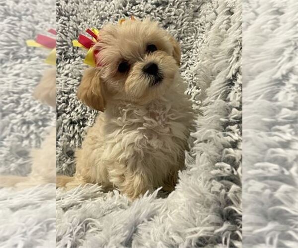 Medium Photo #1 ShihPoo Puppy For Sale in PEMBROKE PINES, FL, USA