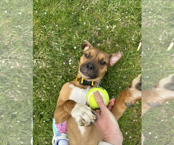 Medium Photo #2 Boxer-Unknown Mix Puppy For Sale in Holly Springs, NC, USA