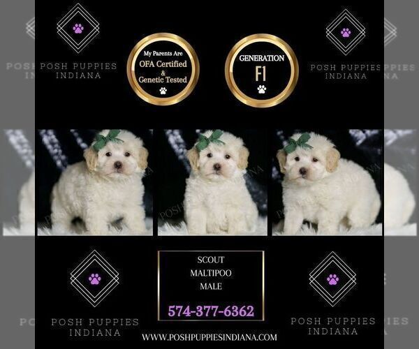 Medium Photo #44 Maltipoo (Miniature) Puppy For Sale in WARSAW, IN, USA