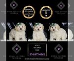 Small Photo #44 Maltipoo (Miniature) Puppy For Sale in WARSAW, IN, USA