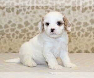 Cavapoo Puppy for sale in DENVER, PA, USA