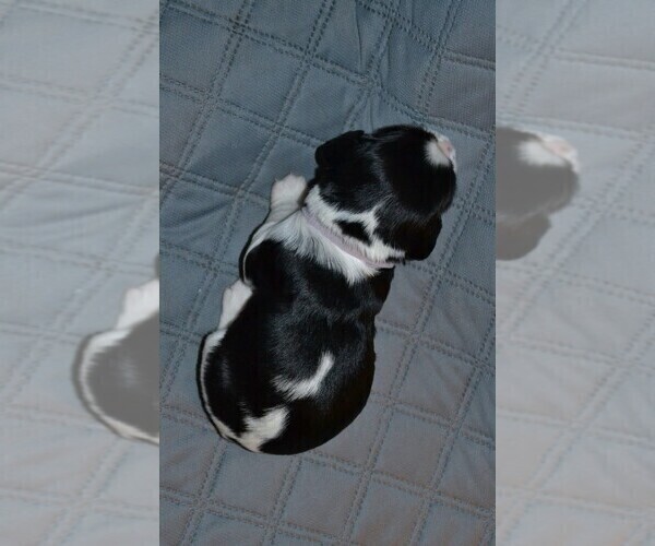 Medium Photo #8 English Springer Spaniel Puppy For Sale in LITCHFIELD, MN, USA