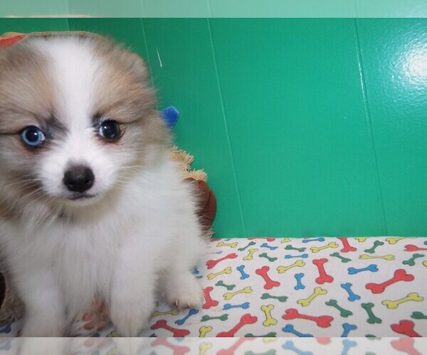 Medium Photo #2 Pomeranian Puppy For Sale in PATERSON, NJ, USA