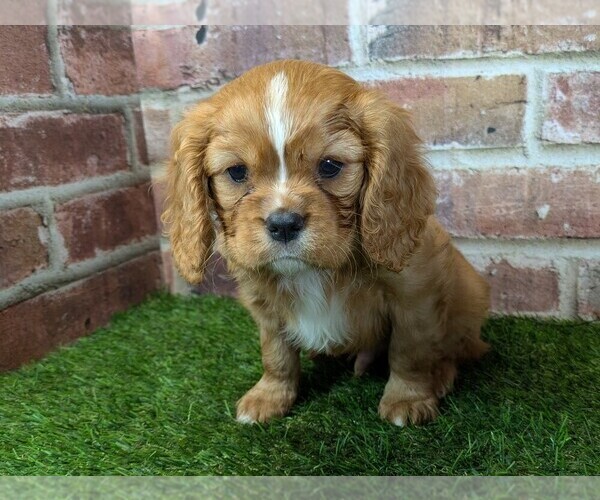 Medium Photo #5 Cavalier King Charles Spaniel Puppy For Sale in MOBERLY, MO, USA