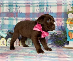 Labrador Retriever Puppy for sale in LANCASTER, PA, USA