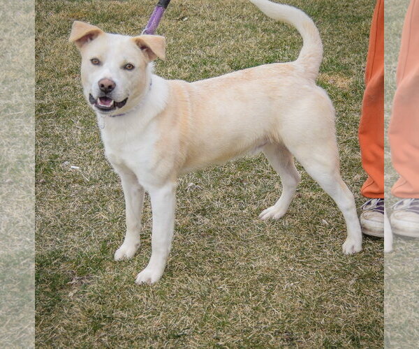 Medium Photo #3 Boxer-Unknown Mix Puppy For Sale in Huntley, IL, USA