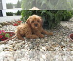 Small #8 Cavapoo
