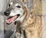 Small Greyhound