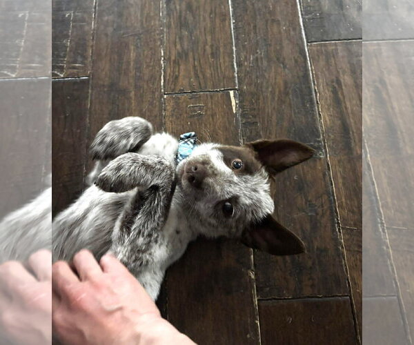 Medium Photo #4 German Shepherd Dog-Unknown Mix Puppy For Sale in Gretna, NE, USA