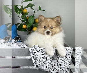 Pomeranian Puppy for sale in FRANKLIN, IN, USA