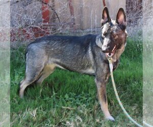 German Shepherd Dog-Unknown Mix Dogs for adoption in Bandera, TX, USA
