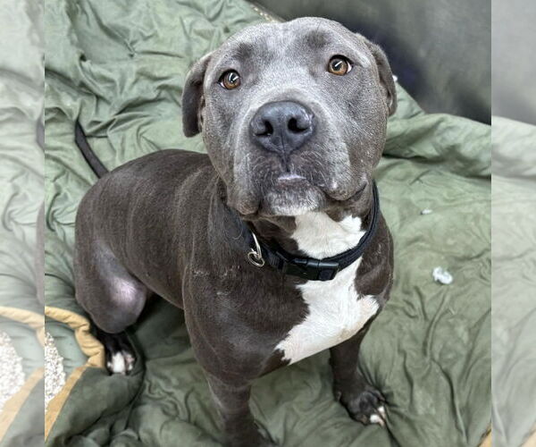 Medium Photo #1 American Pit Bull Terrier Puppy For Sale in Martinsburg, WV, USA
