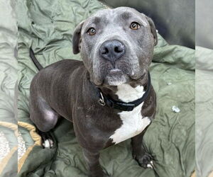 American Pit Bull Terrier Dogs for adoption in Martinsburg, WV, USA