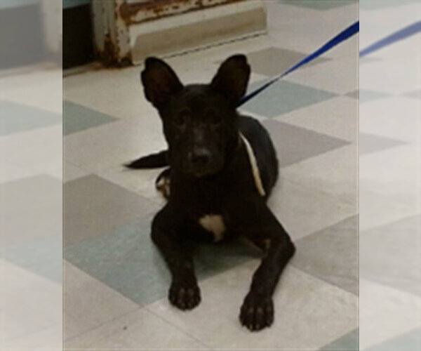 Medium Photo #1 Mutt Puppy For Sale in Oklahoma City, OK, USA