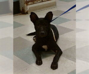 Mutt Dogs for adoption in Oklahoma City, OK, USA