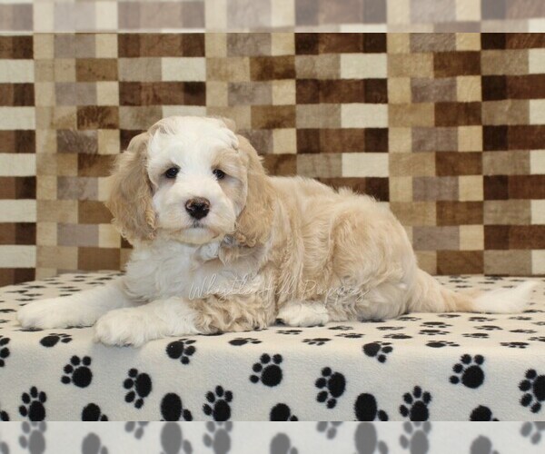 Medium Photo #3 Bernedoodle (Miniature) Puppy For Sale in DENVER, PA, USA