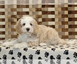 Small #2 Bernedoodle (Miniature)