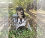 Small Photo #30 Australian Shepherd Puppy For Sale in FARMVILLE, VA, USA
