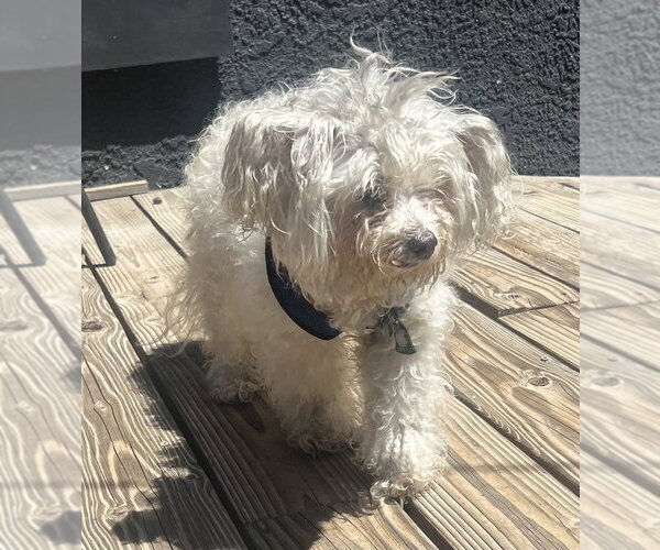Medium Photo #1 Maltipoo (Miniature) Puppy For Sale in Dana Point, CA, USA