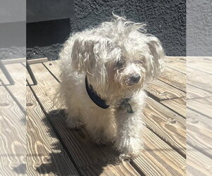 Maltipoo (Miniature) Dogs for adoption in Dana Point, CA, USA