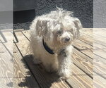 Small Maltipoo (Miniature)