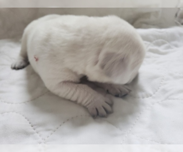 Medium Photo #40 Labrador Retriever Puppy For Sale in NEW LENOX, IL, USA