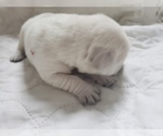 Small #39 Labrador Retriever