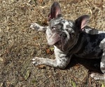 Small Photo #1 French Bulldog Puppy For Sale in MARIETTA, GA, USA