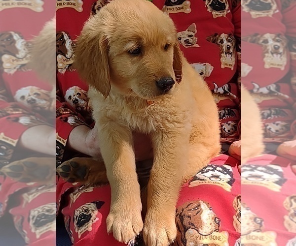 Medium Photo #1 Golden Retriever Puppy For Sale in MERIDIAN, MS, USA