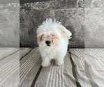 Small Photo #13 Zuchon Puppy For Sale in BOWLING GREEN, KY, USA