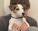 Small Jack Russell Terrier