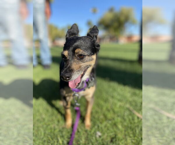 Medium Photo #2 Chihuahua-Unknown Mix Puppy For Sale in Chandler, AZ, USA