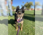 Small #1 Chihuahua Mix