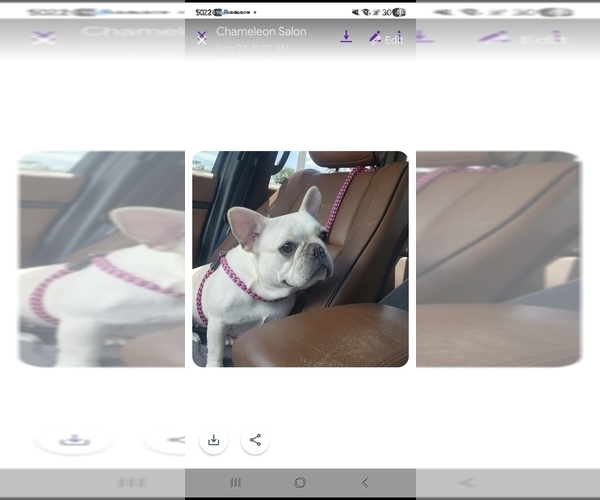 Medium Photo #1 Boston Terrier Puppy For Sale in FT MYERS, FL, USA